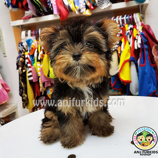 Quality Male Yorkshire Terrier1 Puppy - Yorkshire Terrier Yorkie Dog