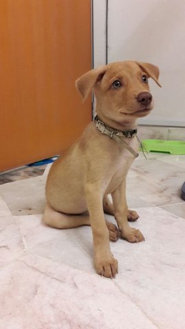 Ruby - Labrador Retriever Mix Dog