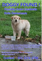 Doggy Found - Kota Damansara - Mixed Breed Dog