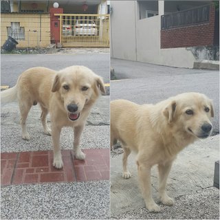 PF79817 - Golden Retriever + Labrador Retriever Dog