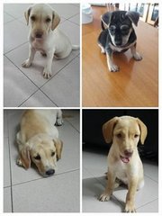 4 Female Puppies - Mixed Breed Dog