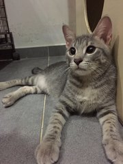 Rayyan &amp; Helena - Domestic Short Hair Cat