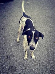 Polka - Dalmatian Mix Dog