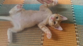 Rambo - Domestic Medium Hair Cat