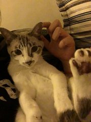 Caram - Domestic Medium Hair + Siamese Cat