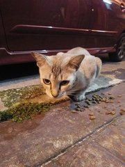 Dodo - Domestic Short Hair Cat