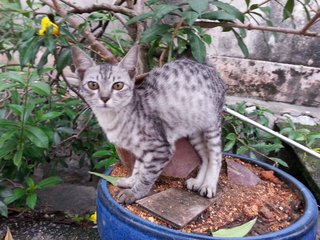 Dot Dot - Domestic Short Hair Cat
