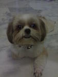 Wiwi - Shih Tzu Dog