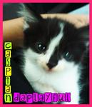 Caspian - Domestic Medium Hair Cat