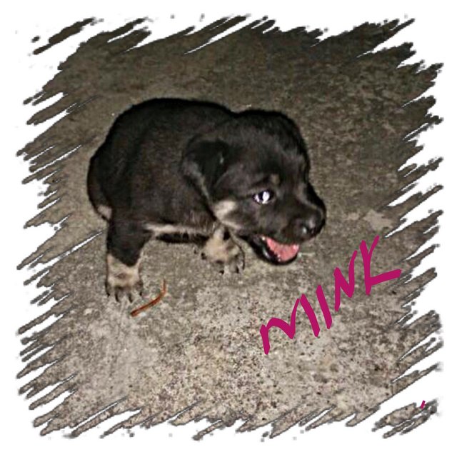 Mink - Mixed Breed Dog