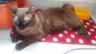 Boboy - Tonkinese + Burmese Cat