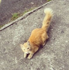 Garfield  - Domestic Long Hair Cat