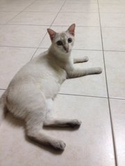 Boboy - Domestic Short Hair + Siamese Cat