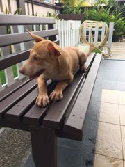 Veella - Labrador Retriever + Samoyed Dog