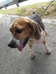 D21(090916) Beagle - Beagle Dog