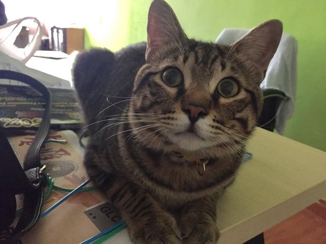 Soh Meow - Domestic Short Hair Cat