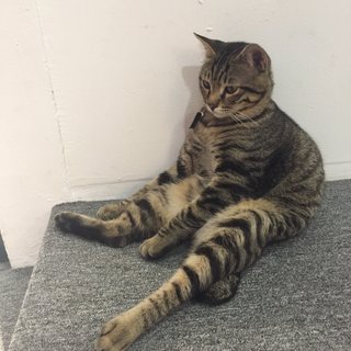 Soh Meow - Domestic Short Hair Cat