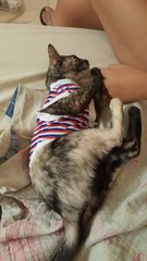 Leela - Domestic Short Hair Cat