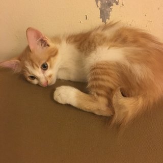 Pikaboo - Domestic Medium Hair + Maine Coon Cat