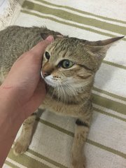 Found Near Puchong Eon Big - Domestic Short Hair Cat