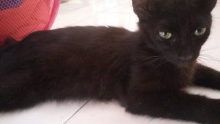 Bushy - Domestic Long Hair Cat