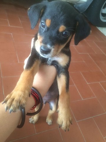 Male Puppy  - Mixed Breed Dog
