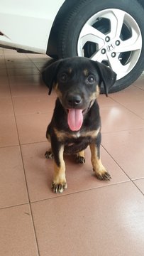 2 Month Female Puppy - Mixed Breed Dog