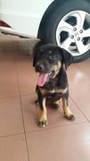 2 Month Female Puppy - Mixed Breed Dog