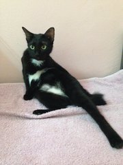 Naomi - Domestic Short Hair Cat
