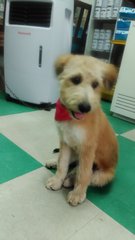 Terryboy -terriermix - Mixed Breed Dog