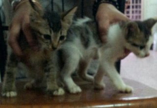 5 Kittens - Domestic Short Hair Cat