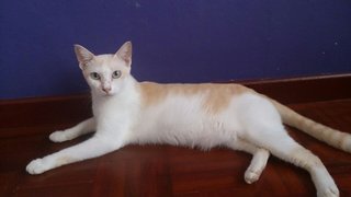 Angel Ii - Domestic Short Hair Cat