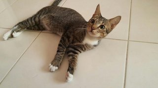 Gordon - Domestic Short Hair Cat