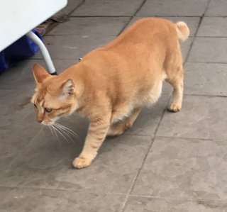 Orange - American Shorthair Cat