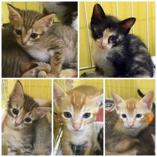Mui's Litter Of 5 [4/5 Adopted] - Domestic Short Hair Cat