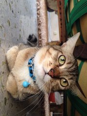 Pesho - Domestic Short Hair Cat