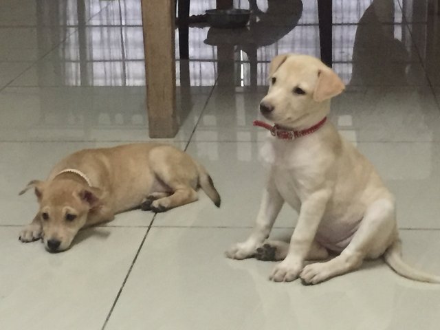 Female Puppies With Labrador Looks - Mixed Breed Dog