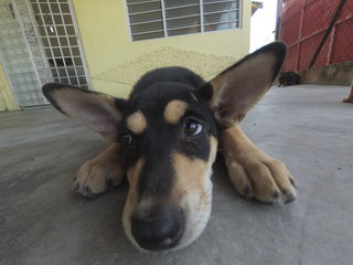 Blackie - Mixed Breed Dog