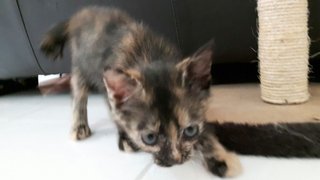 Lily The Tortie - Domestic Short Hair Cat
