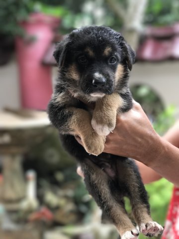 3 Puppies For Adoption - Mixed Breed Dog