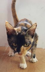 Rose - Domestic Short Hair Cat