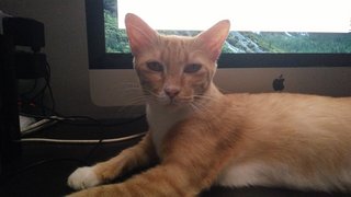 Toby - Domestic Short Hair Cat