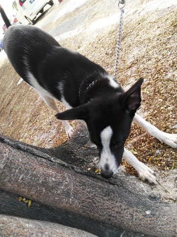 Kerry C146(081116) - Mixed Breed Dog