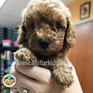 Quality Toy Poodle Puppiesfe - Poodle Dog