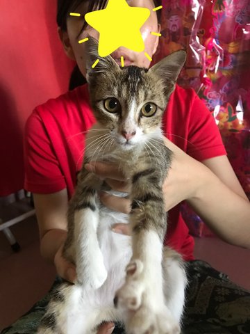 Grey Kitten  - Domestic Short Hair Cat