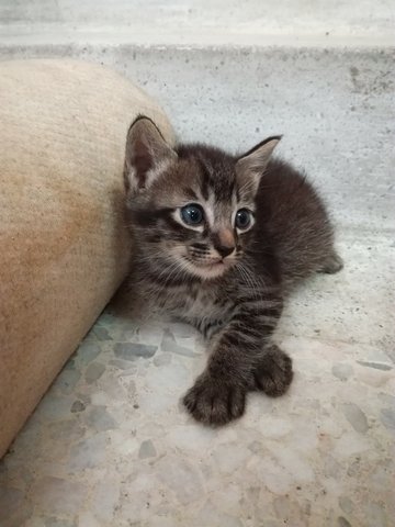 Little Tabby - Domestic Short Hair Cat