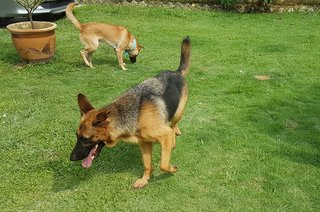 Nadja - German Shepherd Dog Dog