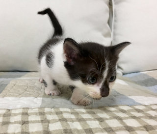Kittens - Calico Cat
