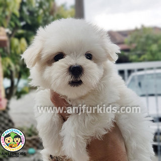 Quality Male Maltese Puppy1 - Maltese Dog