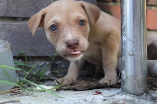 Peanut - Mixed Breed Dog